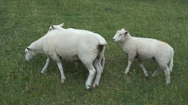 Ein Schaf mit zwei L&auml;mmern auf dem Deich in Butjadingen/Deutschland beim Grasen
