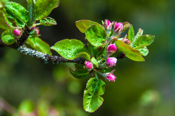 Apple tree flowers. Spring flowers on a natural background