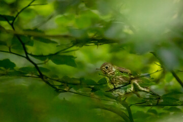 a bird sitting in a branch