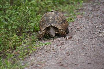 Leopard tortoise Stigmochelys pardalis Africa Kenya Tanzania large and attractively marked found in the savannas