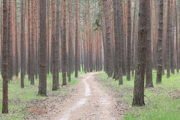 Pine forest with beautiful high pine trees against other pines with brown textured pine bark in...