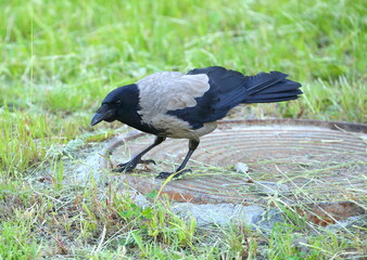 Obraz premium A startled crow on a rusty manhole cover in the green grass