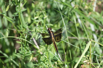 Dragonfly at Rest