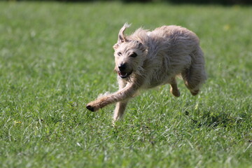 A lurcher dog plays in a park