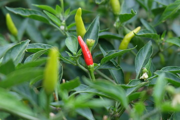 Red chili and green chili peppers on the tree in garden. Thai chilli tree agriculteral in organic farm in Thailand.