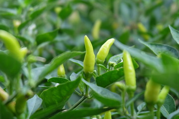 Red chili and green chili peppers on the tree in garden. Thai chilli tree agriculteral in organic farm in Thailand.