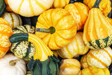 Autumn pumpkin background. Close up of different decorative mini pumpkins at farmers market.
