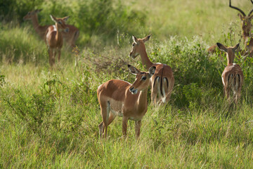 Naklejka na ściany i meble Impala Group Impalas Antelope Portrait Africa Safari