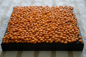 Red Lentils