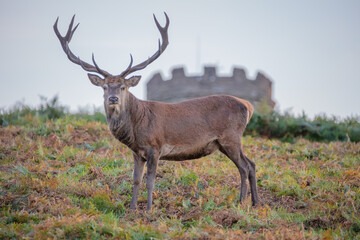 Male red deer at Old John in Bradgate Country Park