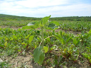 The sunflower will soon grow in the field