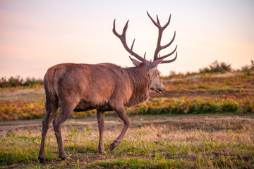 Male red deer at Old John in Bradgate Country Park