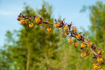 Blooming spring barberry flowers on a natural background