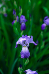 The blue iris was shot close-up on a blurred garden of irises and greenery background. The vertical photo was made for your design.
