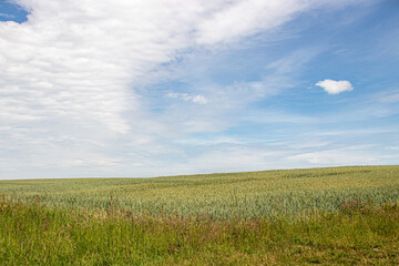 Fototapeta premium Wheat field under blue sky landscape with bright sunlight peaceful rural horizon and vast open atmosphere