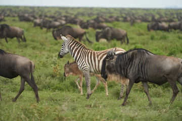 Fototapeta na wymiar Great Migration Serengeti Gnu Wildebeest Zebra Connochaetes taurinus