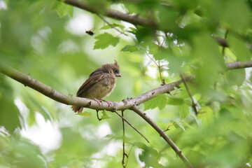 fledgling cardinal on a branch