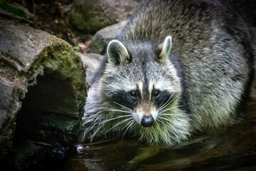 portrait of a raccoon