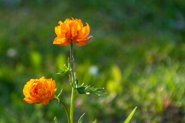 Flower globe flower (Tróllius). Spring flowers on a natural background