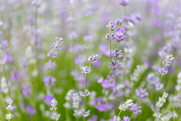 Obraz na płótnie Canvas Lavender flowers at bloomed purple lavender field before sunset. Selective focus.