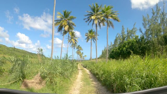 POV: Scenic car ride along a palm tree avenue in the vibrant green countryside of Barbados. Palm trees tower high above a scenic rural trail running across a remote island in the sunny Caribbean.