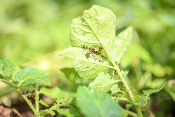 Colorado potato beetle (Leptinotarsa decemlineata) eats  potato leaves and its eggs in background.