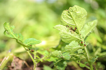 Colorado potato beetle (Leptinotarsa decemlineata) eats  potato leaves and its eggs in background.