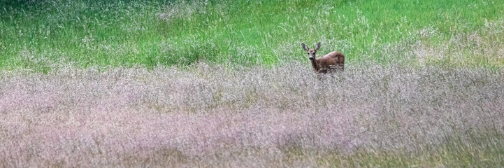 a female deer in an open field