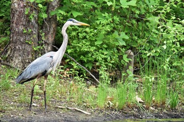 great blue heron ardea cinerea