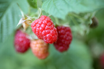 Close up view of fresh raspberries on a raspberry bush. Selected focus, space for text.