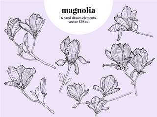 Hand drawn magnolia illustration, vector flowers, 6 elements, outline © Patrycja Kusińska