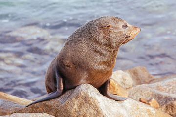 Fototapeta premium Seal in Narooma Inlet Australia