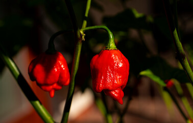 Photo of a Trinidad Moruga Scorpion (Capsicum chinense) plant. With fresh red hot chili peppers.