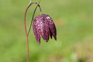 Flowers hazel grouse. Spring flowers on a natural background