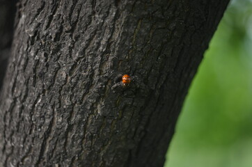 ladybug on a tree
