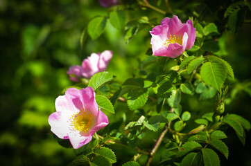 pink magnolia flowers