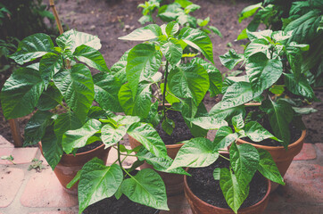 Five Trinidad Moruga Scorpion (Capsicum chinense) hot chili pepper plants in pots with beautiful green foliage.