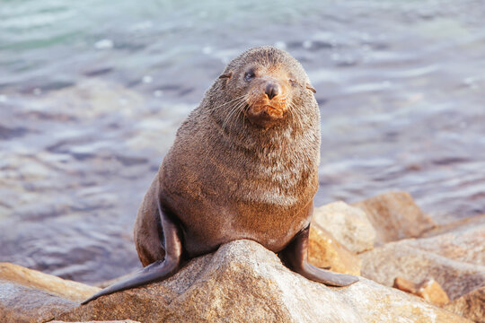 Seal in Narooma Inlet Australia