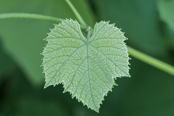 Green leaf of grape closeup.