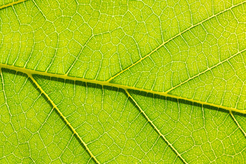 Naklejka na ściany i meble Close-up of green leaf background.