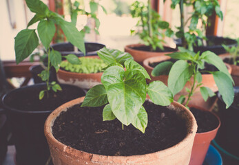 Trinidad Moruga Scorpion (Capsicum Chinense) hot chili pepper Plant in a ceramic pot. Other chili plants in the background.