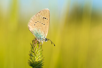 Small icaro butterfly on a flower. Blurred natural background.