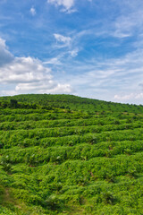Oil palm plantation in Sukabumi, West Java, Indonesia