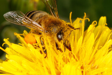 Bee, honeybee, Apis mellifera, Pollen, Thuringia, Germany, Europe