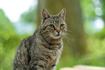 Tabby cat bright eyes