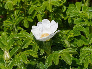 Rosa majalis - Rosier de mai ou rosier cannelle à fleur de rose simple et blanche