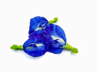 Clitoria ternatea, also referred to as the butterfly-pea, blue-pea, Cordofan pea or Asian pigeonwings on the white background