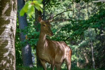 Roe deer standing in forest