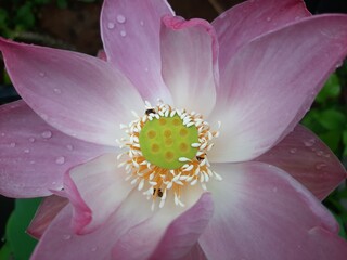 Close up of insects are sucking nectar from lotus flowers.