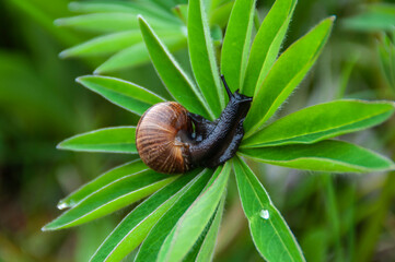 Grape snail on a natural background